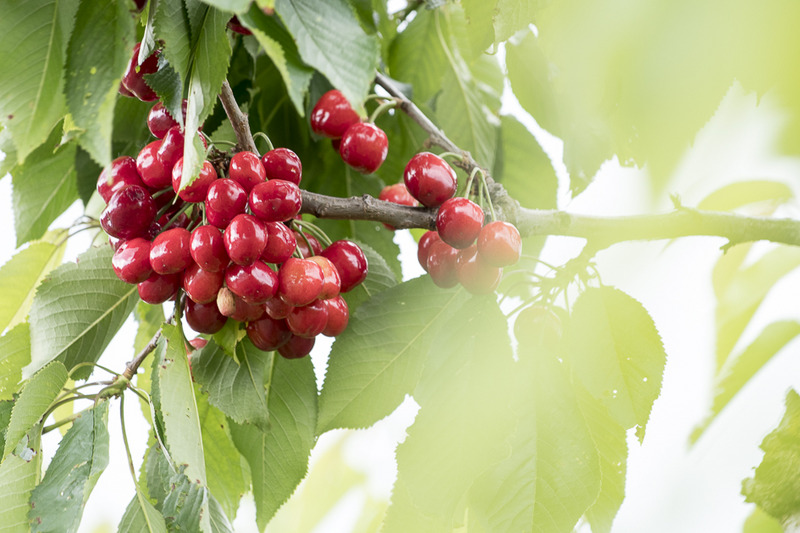 Kirschen am Baum