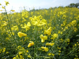 © Peter Meindl, FiBL