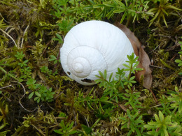 © Peter Meindl, FiBL Schneckenhaus