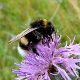 © Peter Meindl, FiBL Hummel