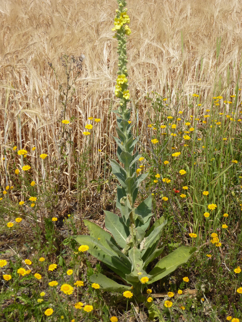 © Peter Meindl, FiBL