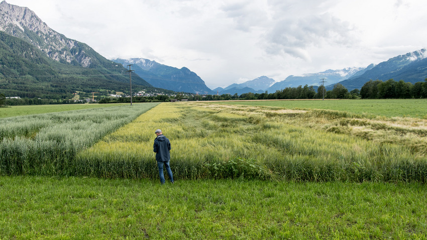 Feldversuch Liechtenstein