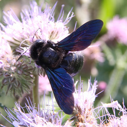 © Peter Meindl, FiBL