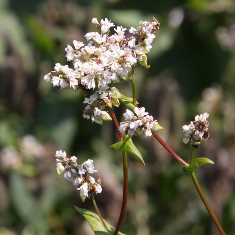 © Peter Meindl, FiBL