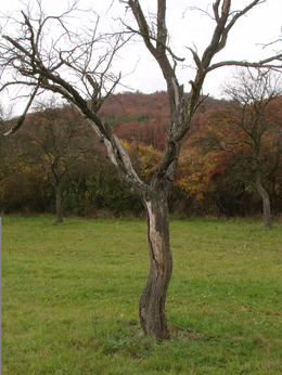 © Peter Meindl, FiBL Totholz