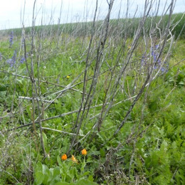 © Peter Meindl, FiBL Vertrocknete Stauden