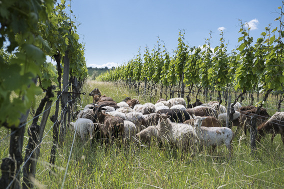 Schafe im Weingarten