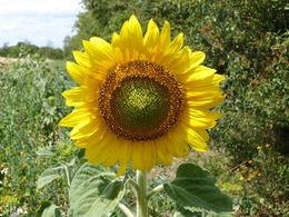 © Peter Meindl, FiBL