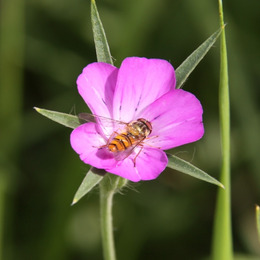 © Peter Meindl, FiBL