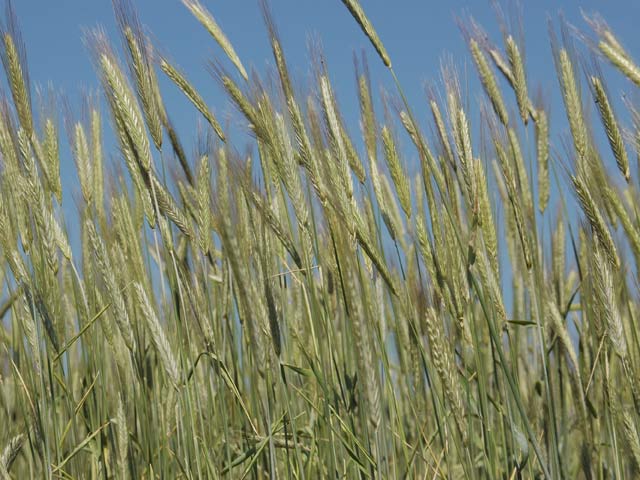 Bild Roggen
